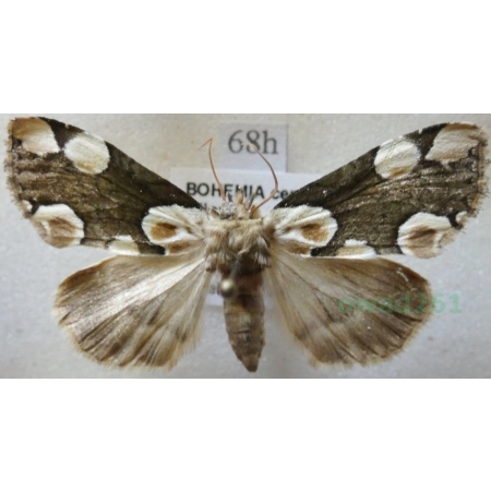 Thyatira batis (Linnaeus, 1758) Plamówka malinówka Czech68h